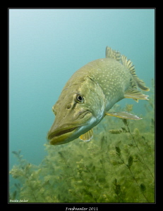 Northern pike by Beate Seiler 